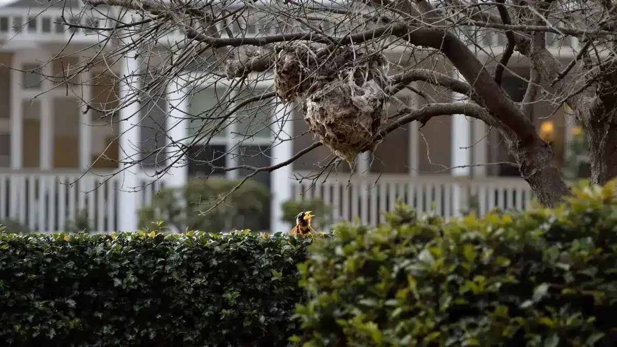 I nidi di calabroni asiatici si nascondono in zone ignorate che potrebbero sorprendervi